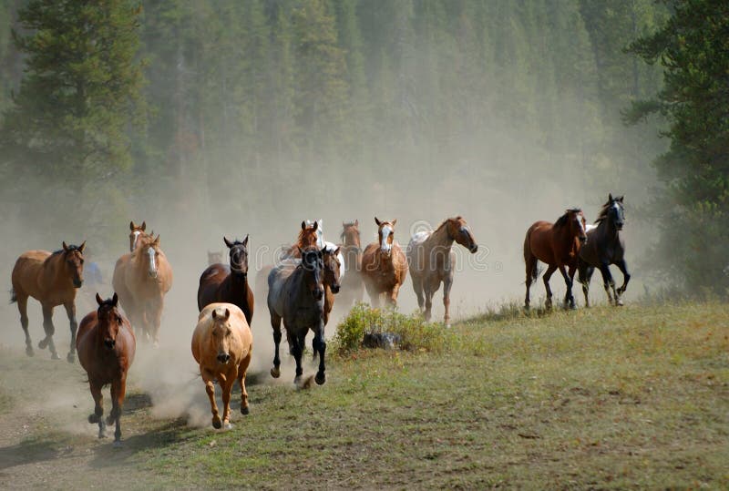 Lecteur 2 de cheval Lecteur 2 de cheval