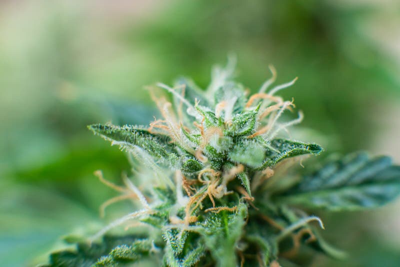 Leczniczy marihuany cbd thc P?czek r marihuana w domu Indica i Sativa medycznych uniwersytet?w marihuany p?czek fotografia stock Leczniczy marihuany cbd thc P?czek r marihuana w domu Indica i Sativa medycznych uniwersytet?w marihuany p?czek fotografia stock