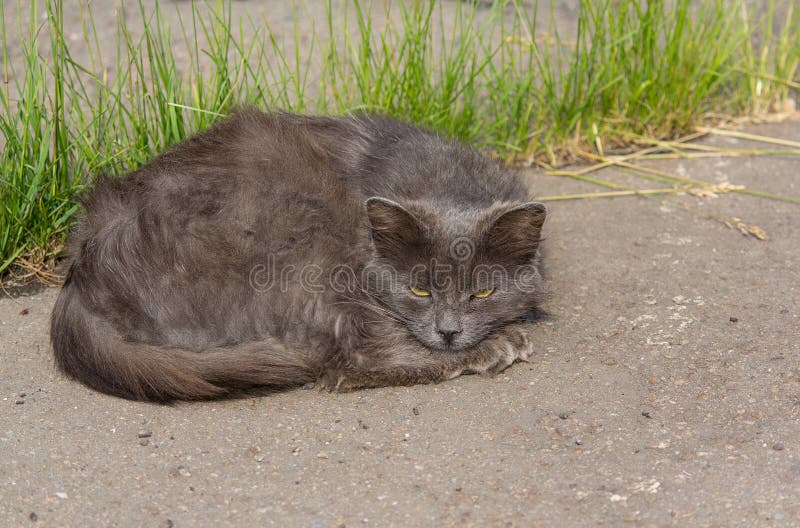 Sad homeless cat lying on the asphalt. Sad homeless cat lying on the asphalt