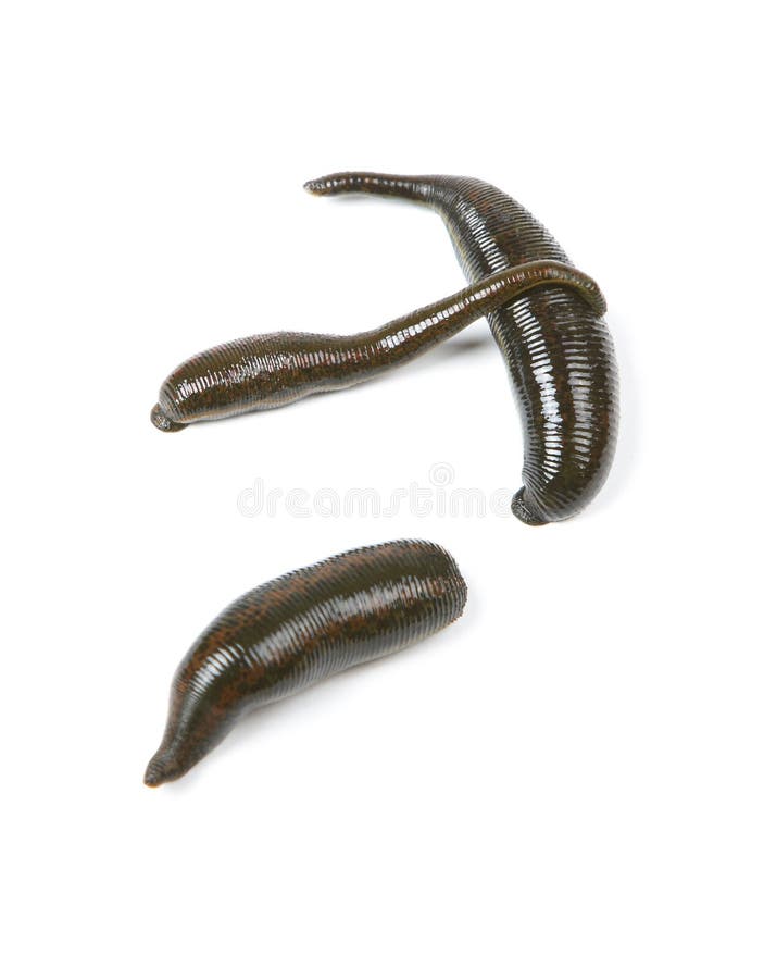 Leeches stock image. Image of nnelida, hirudotherapy - 20719889