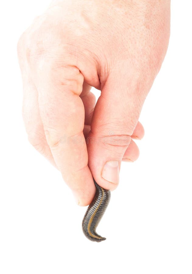 Leeches Hand Stock Photos - Free & Royalty-Free Stock Photos from Dreamstime