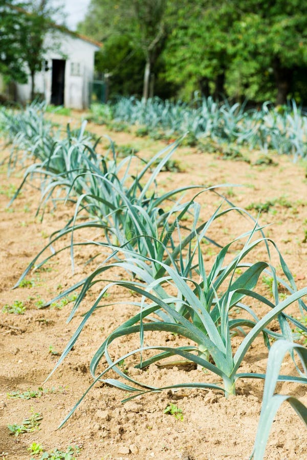Leek in the garden stock image. Image of vertical, rows 21223255