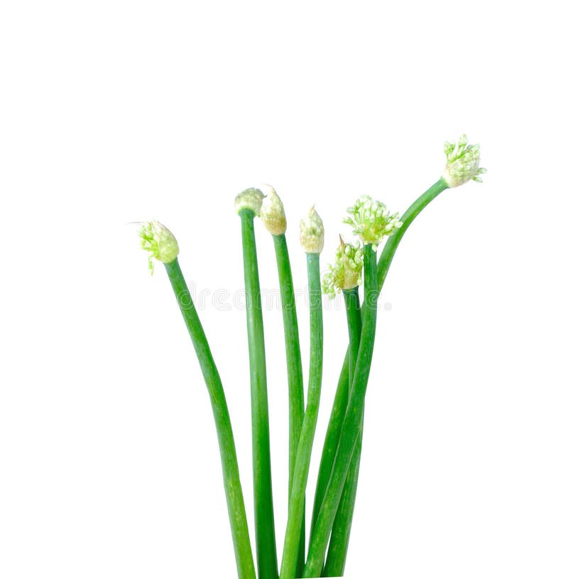 My Image 23