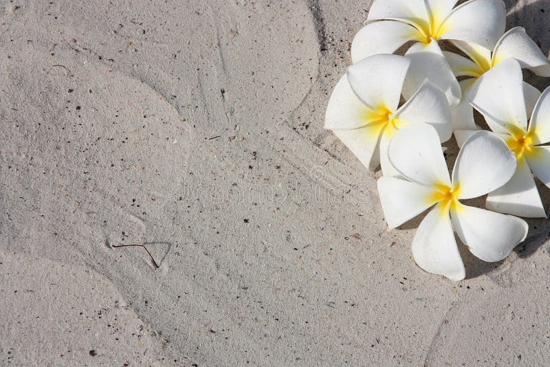 Leelawadee flower on the white sand