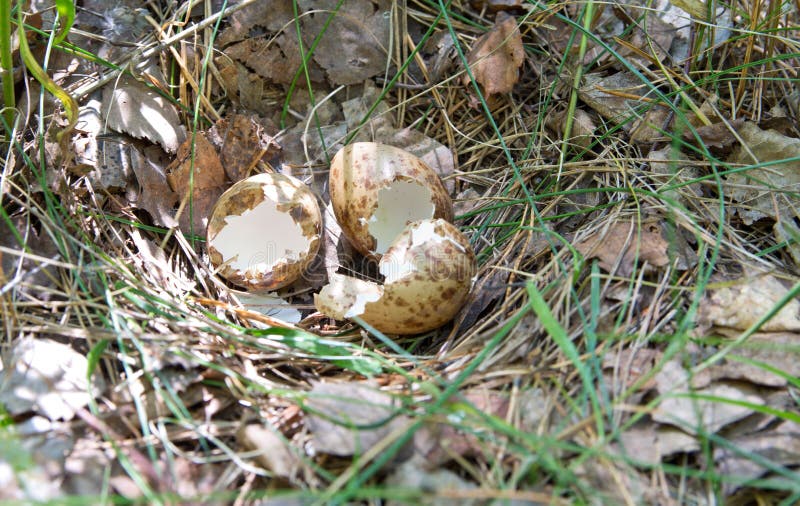 RebhuhnNest stockfoto. Bild von nest, rebhuhn 2853532