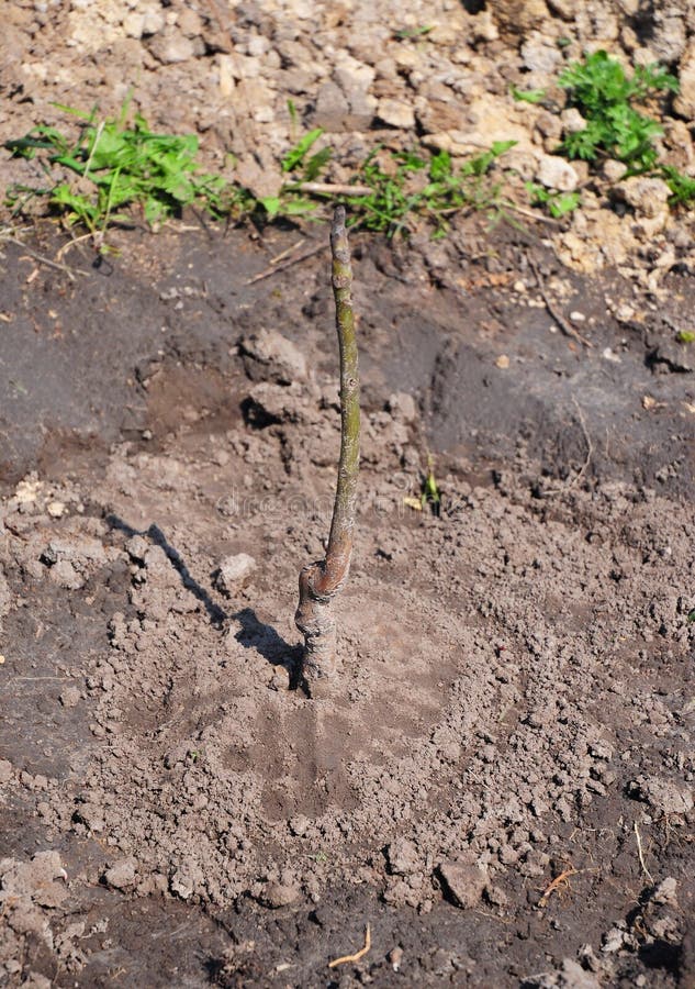 Leerprogramma, stap voor stap Groeiende Okkernootbomen Het planten van de geënte boom van de jong boompjeokkernoot stock foto's Leerprogramma, stap voor stap Groeiende Okkernootbomen Het planten van de geënte boom van de jong boompjeokkernoot stock foto's