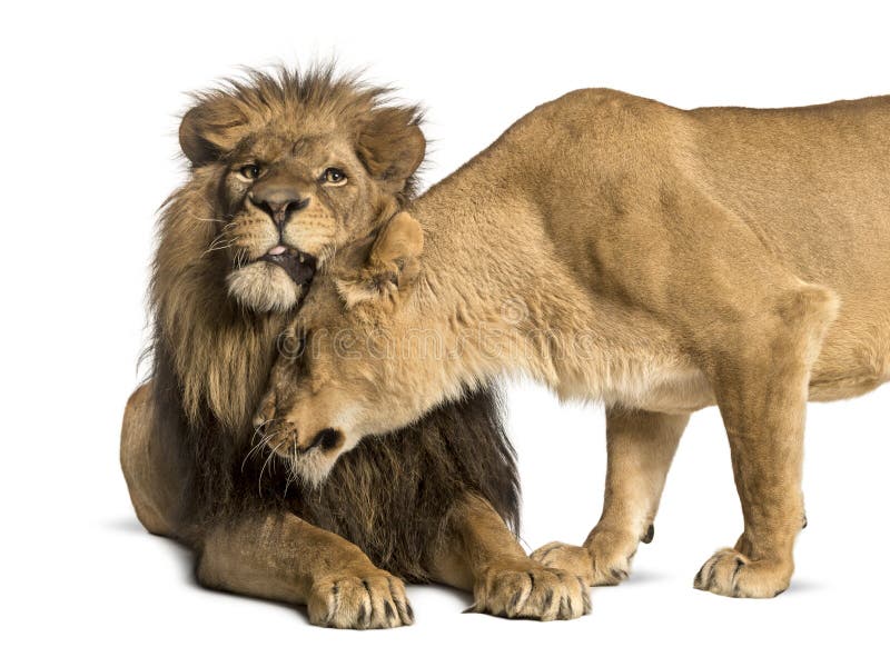 Leeuw en leeuwin geknuffel, Panthera-geïsoleerde leo