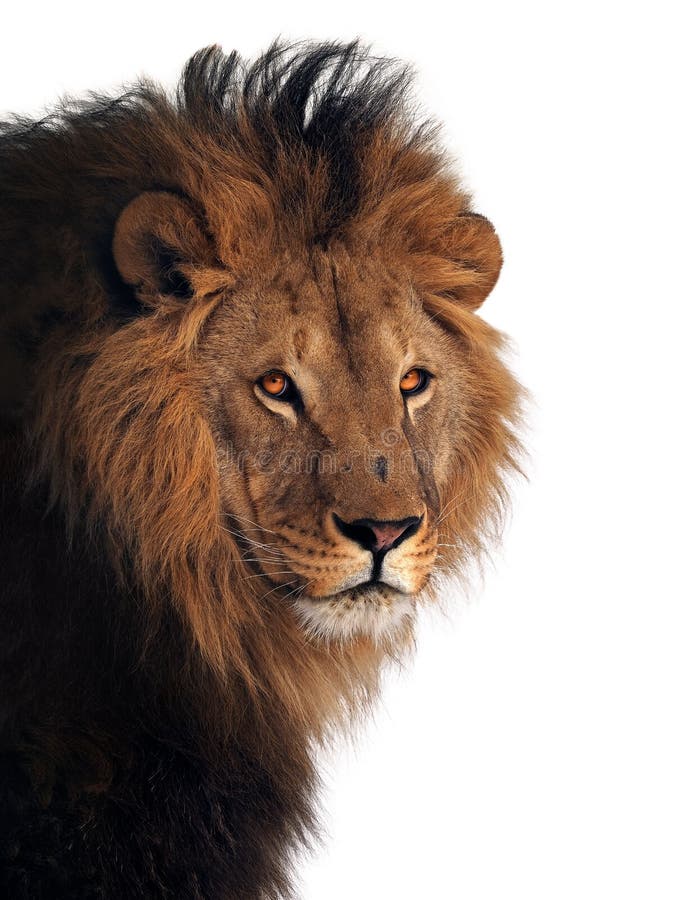 Leeuw grote die koning van dieren bij wit wordt geïsoleerd royalty-vrije stock afbeelding Leeuw grote die koning van dieren bij wit wordt geïsoleerd royalty-vrije stock afbeelding