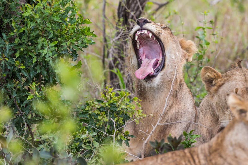 Leeuw het geeuw Zuidafrikaanse Wild royalty-vrije stock fotografie Leeuw het geeuw Zuidafrikaanse Wild royalty-vrije stock fotografie