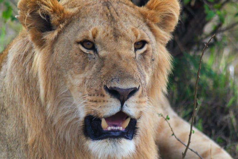 Leeuw - Safari Kenya royalty-vrije stock foto Leeuw - Safari Kenya royalty-vrije stock foto