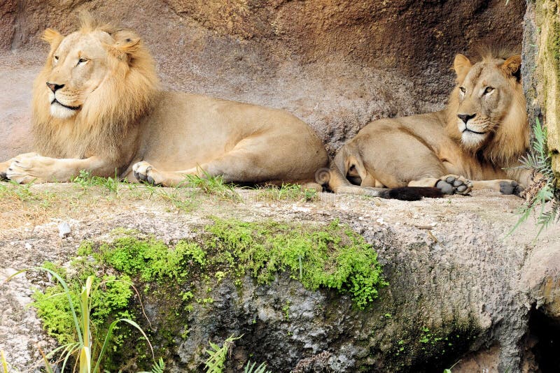 Leeuwen royalty-vrije stock foto