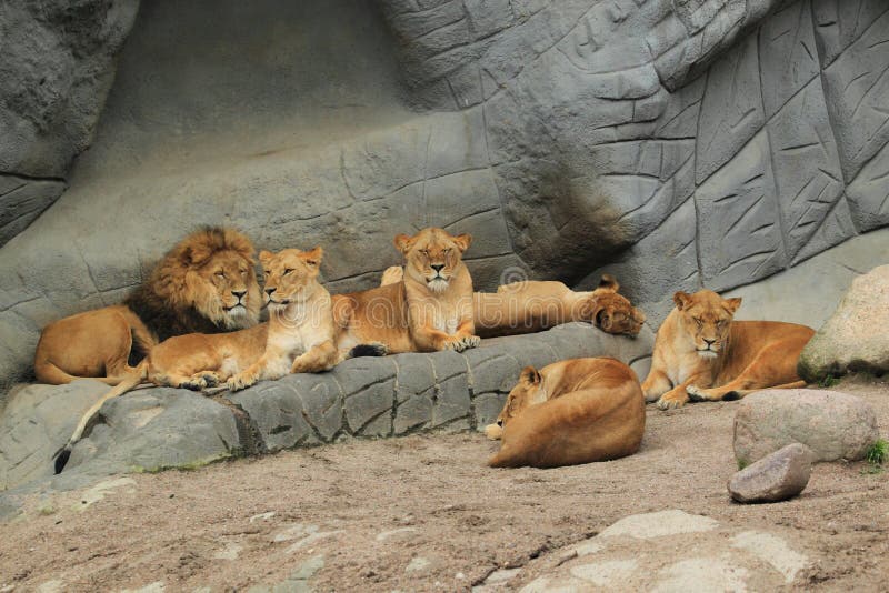 Leeuwen stock foto's