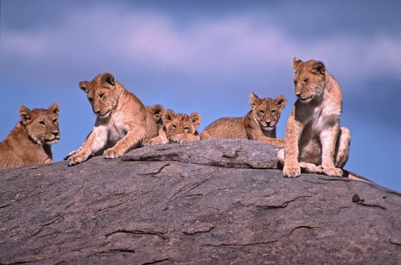 Leeuwen stock fotografie