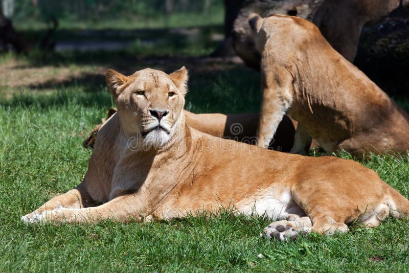 Leeuwen die 's middags rusten stock foto