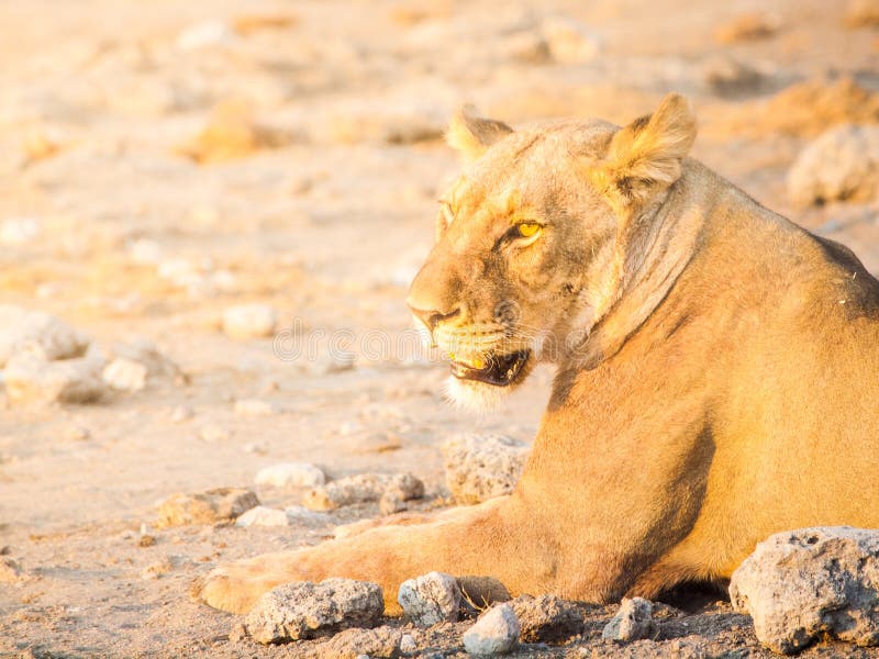 Leeuwin die een rust op stoffige grond, het Nationale Park van Etosha, Namibië hebben stock foto Leeuwin die een rust op stoffige grond, het Nationale Park van Etosha, Namibië hebben stock foto