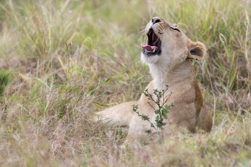 Leeuwin die in het lange gras van Masai Mara geeuwen royalty-vrije stock afbeeldingen Leeuwin die in het lange gras van Masai Mara geeuwen royalty-vrije stock afbeeldingen