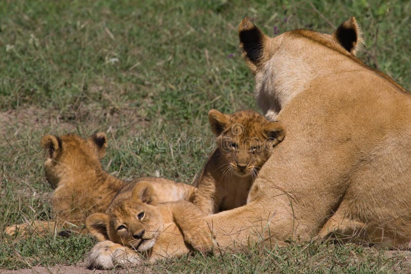 Leeuwin en 3 welpen - Panthera leo royalty-vrije stock afbeeldingen