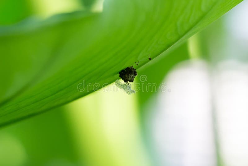 Left empty shell of Chrysopidae stock photography