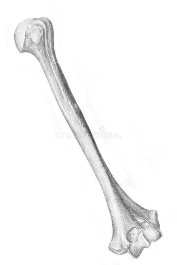 Left humerus - skeleton