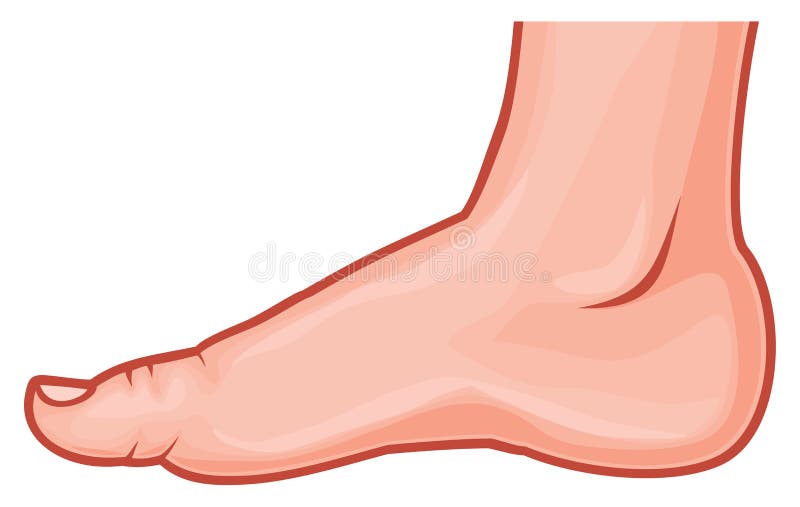 Leg vector illustration