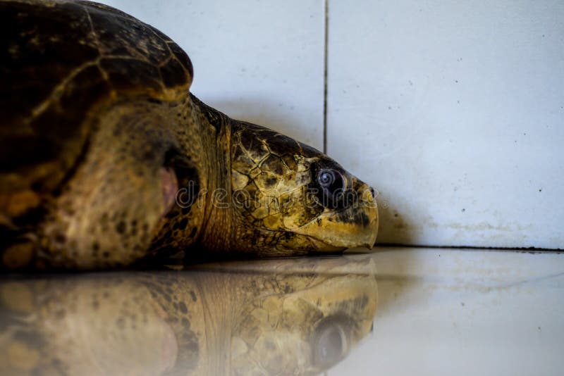 Without leg stock image. Image of animal, seaturtle 149070611