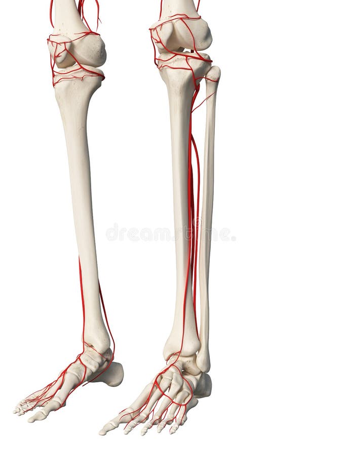 The Leg Arteries Stock Illustration Illustration Of Human 101196848