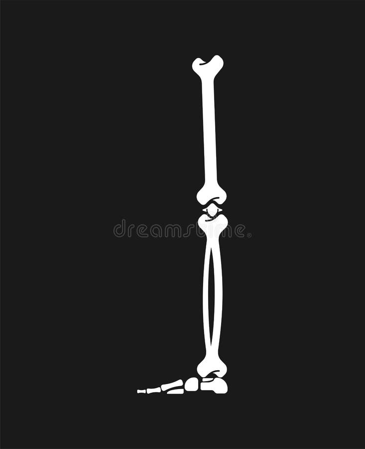 Leg bone. 