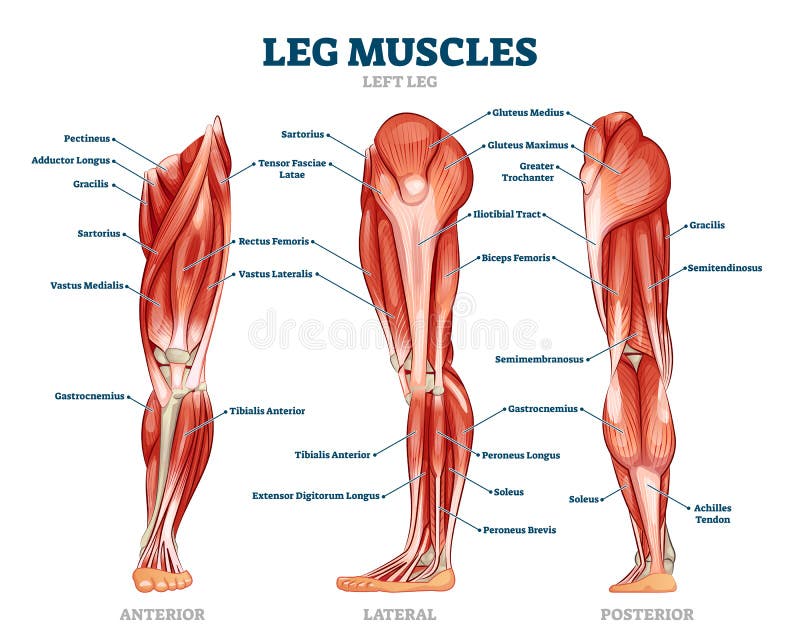 Simple Muscle Labeled Diagram