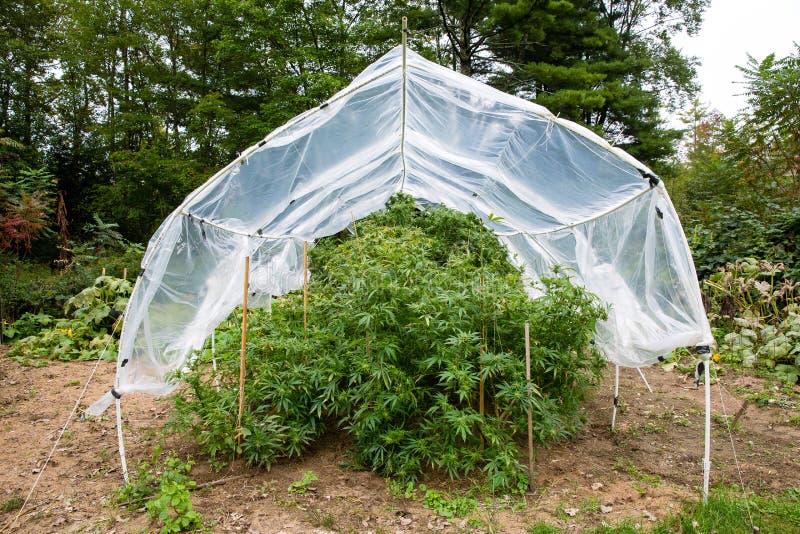Legales Marihuana im Freien wachsen Anlagen unter ein Haus ließen Plastikbandhaus den Hanf vor zu vielem Regen schützen lizenzfreie stockfotografie Legales Marihuana im Freien wachsen Anlagen unter ein Haus ließen Plastikbandhaus den Hanf vor zu vielem Regen schützen lizenzfreie stockfotografie