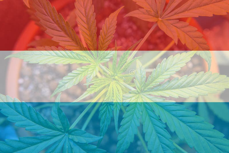 legalização do uso recreacional da marijuana em Luxemburgo Cannab ilustração stock legalização do uso recreacional da marijuana em Luxemburgo Cannab ilustração stock