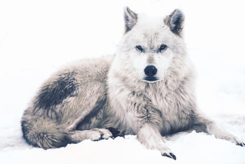 Legen des arktischen Wolfs lizenzfreie stockfotos Legen des arktischen Wolfs lizenzfreie stockfotos