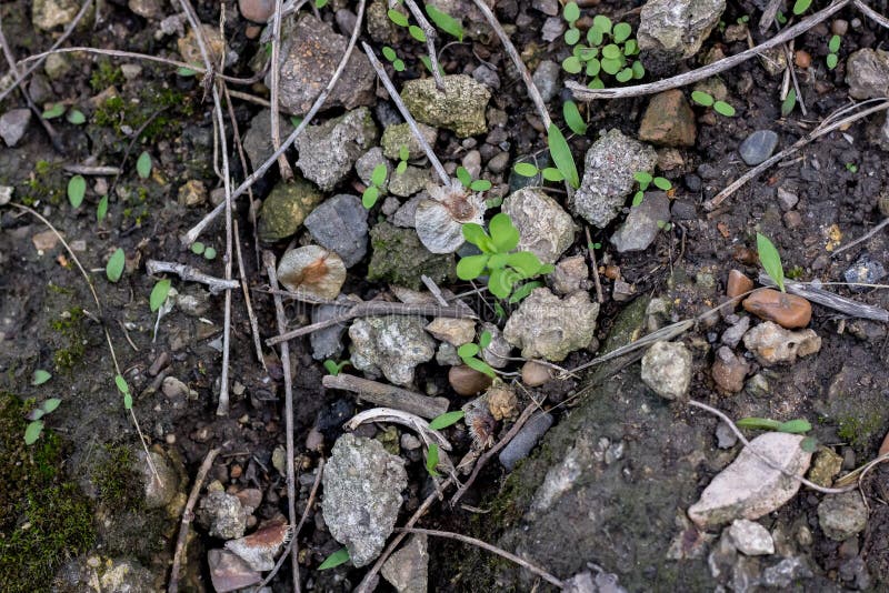 Leggermente le erbe che crescono sulle pietre fotografie stock libere da diritti Leggermente le erbe che crescono sulle pietre fotografie stock libere da diritti