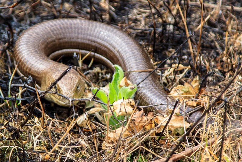 Top View of a Wall Lizard with Its Tail Cut Stock Photo Image of