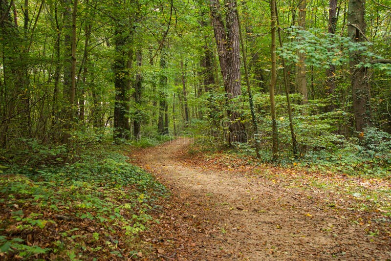 Legno conifero dell'Ucraina del percorso di foresta dell'Europa orientale fotografie stock