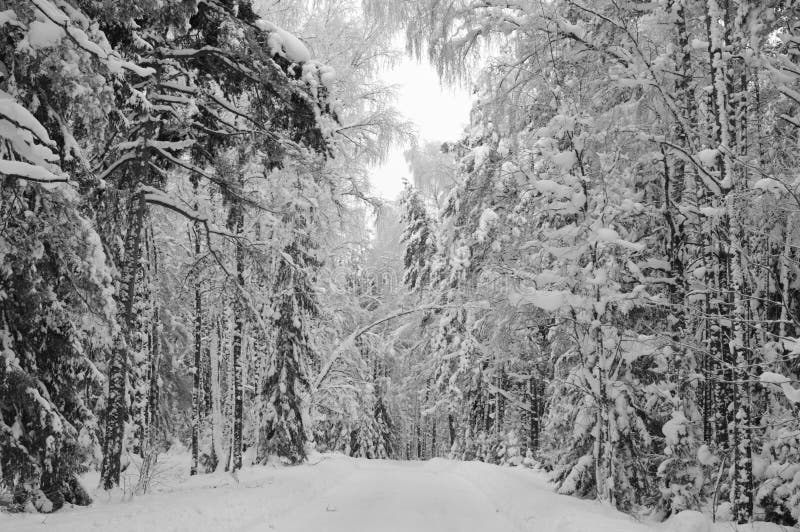 Legno innevato di inverno immagini stock libere da diritti Legno innevato di inverno immagini stock libere da diritti