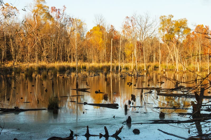 The woods in early winter where beavers have been cutting down trees to build a beaver dam - Yellow trees reflecting in water littered with stumps and logs. The woods in early winter where beavers have been cutting down trees to build a beaver dam - Yellow trees reflecting in water littered with stumps and logs