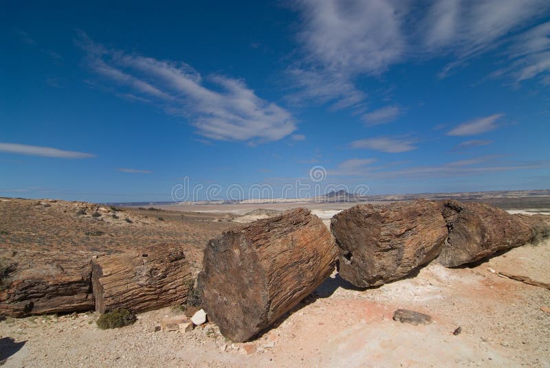 Legno Petrified nel Patagonia immagine stock libera da diritti Legno Petrified nel Patagonia immagine stock libera da diritti