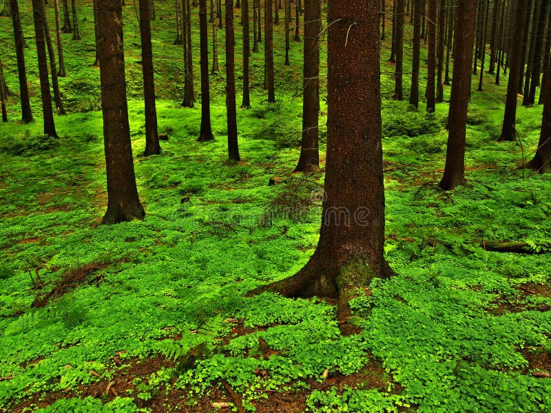 Bosco profondo immagini stock
