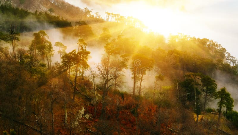 Legno profondo immagini stock