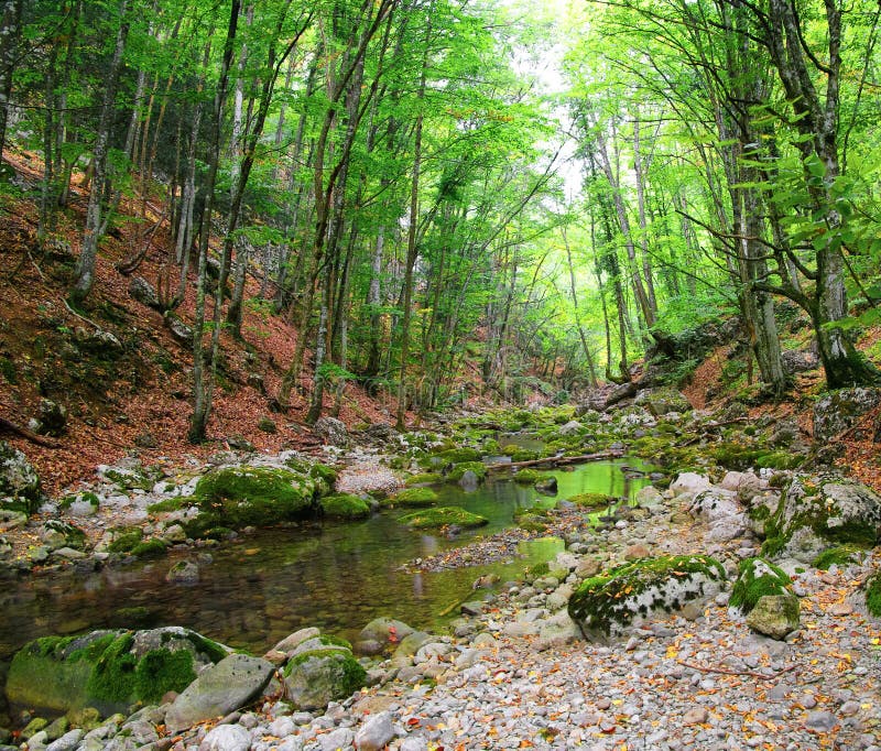 Legno profondo fotografia stock libera da diritti