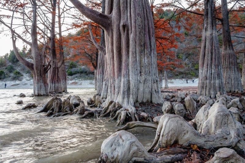 Legno rosso favoloso dell'albero di cipresso della palude nel lago Sukko da Anapa, Russia Paesaggio scenico di bello autunno dram fotografia stock Legno rosso favoloso dell'albero di cipresso della palude nel lago Sukko da Anapa, Russia Paesaggio scenico di bello autunno dram fotografia stock