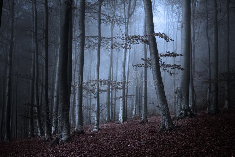 Legno scuro in un giorno nebbioso di autunno immagini stock libere da diritti Legno scuro in un giorno nebbioso di autunno immagini stock libere da diritti