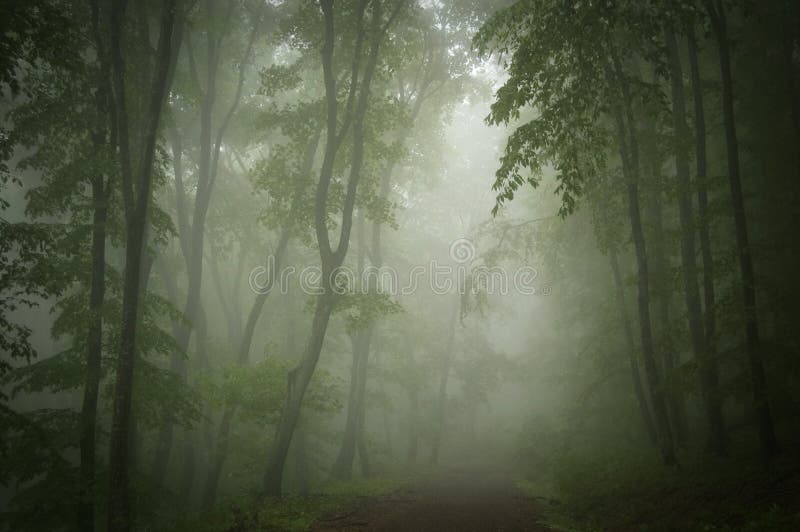 Misty mysterious dark green woods with path trough. Misty mysterious dark green woods with path trough