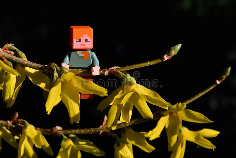 LEGO Minecraft figure of Alex hanging on spring branch of Border Forsythia flower, latin name Forsythia Intermedia royalty free stock photo