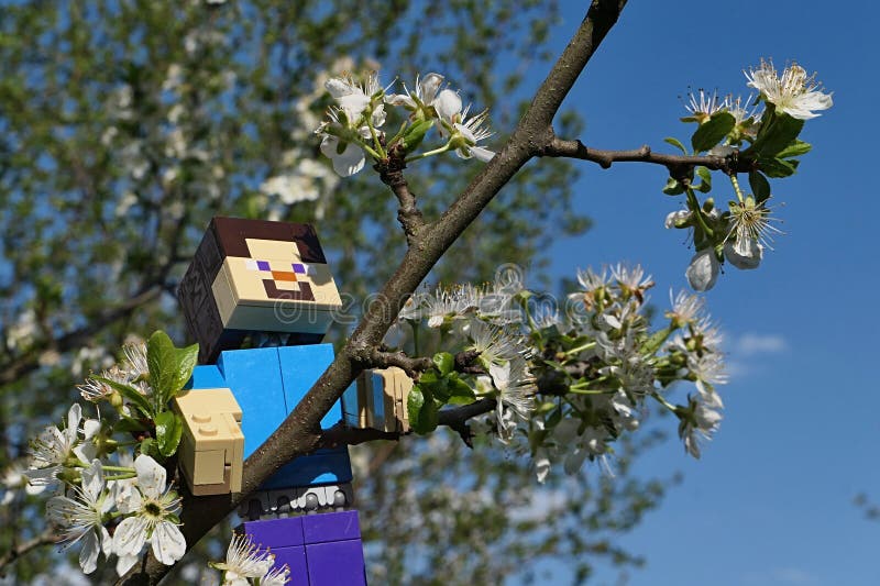 LEGO Minecraft large figure of Steve climbing on branch of spring blossoming pear tree royalty free stock photo