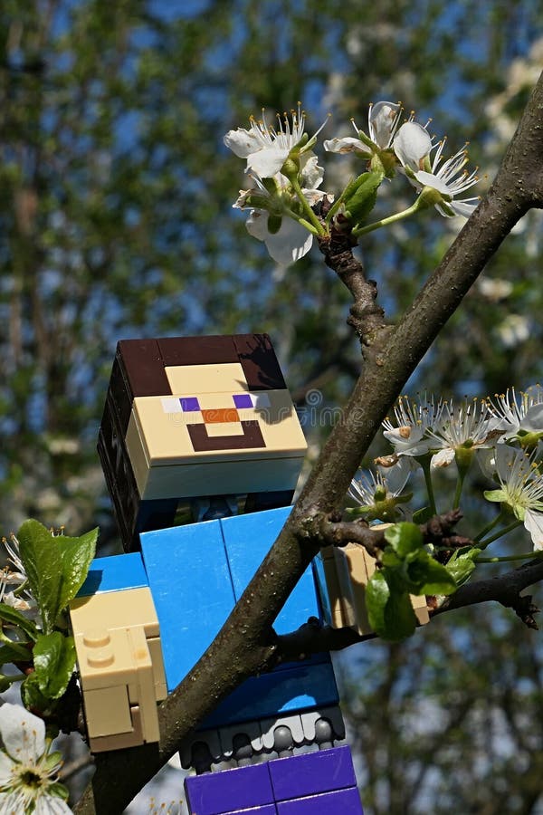 LEGO Minecraft large figure of Steve climbing on branch of spring blossoming pear tree stock image