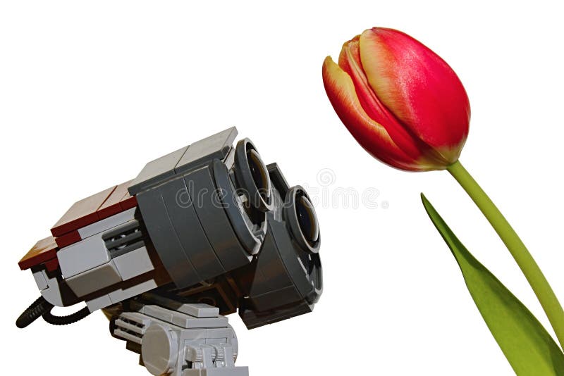 LEGO Wall-E Robot model from Disney Pixar movie is adoring beautiful spring yellow to orange tulip flower stock image