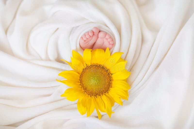 The legs of the newborn embrace the yellow sunflower, the childâ€™s life