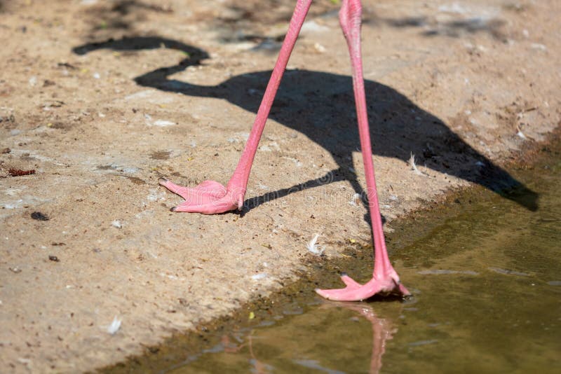 Legs of Pink Flamingos in the Park Stock Photo - Image of long, asia: 138818654
