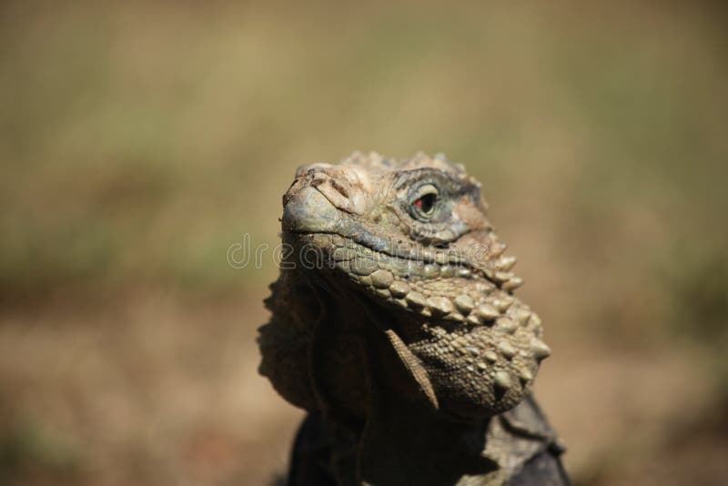 Close up picture of iguana soaking up the sun in Cuba. Close up picture of iguana soaking up the sun in Cuba